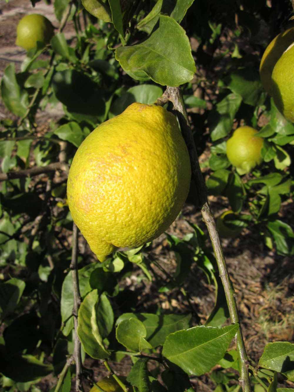              Fruit (Winter Haven, FL)       